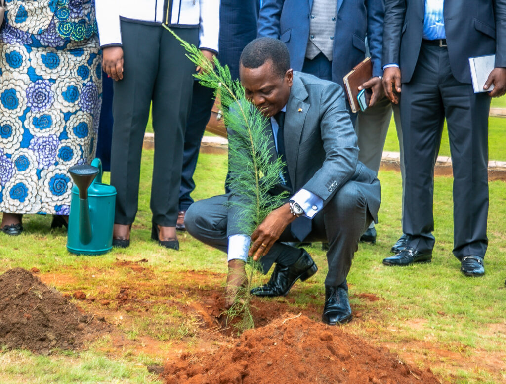 Un plant de filao, symbole de solidarité et d'engagement environnemental